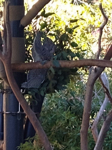 Kola Bear from Australia