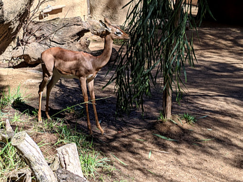 Southern Gernenuk from Somalia