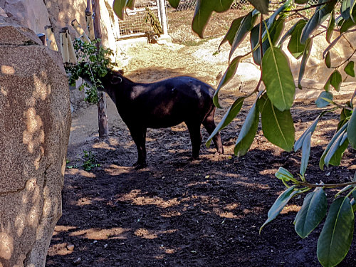 tapir