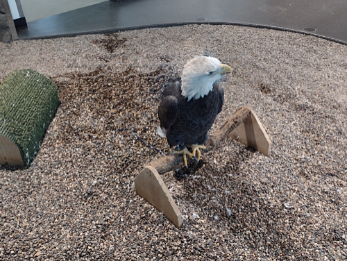 Bald Eagle - damaged wing and unable to live in the wild