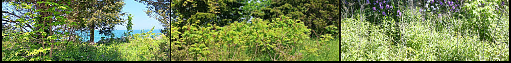 Point Pelee dense vegetation